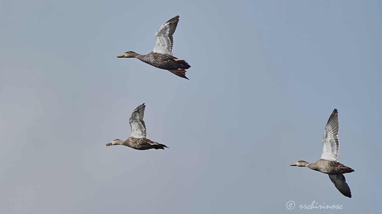 Mottled duck