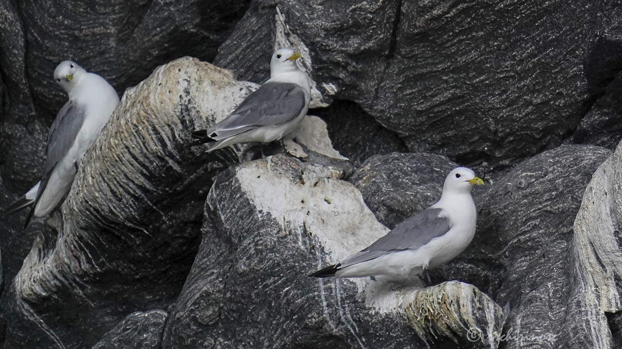 Black-legged kittiwake