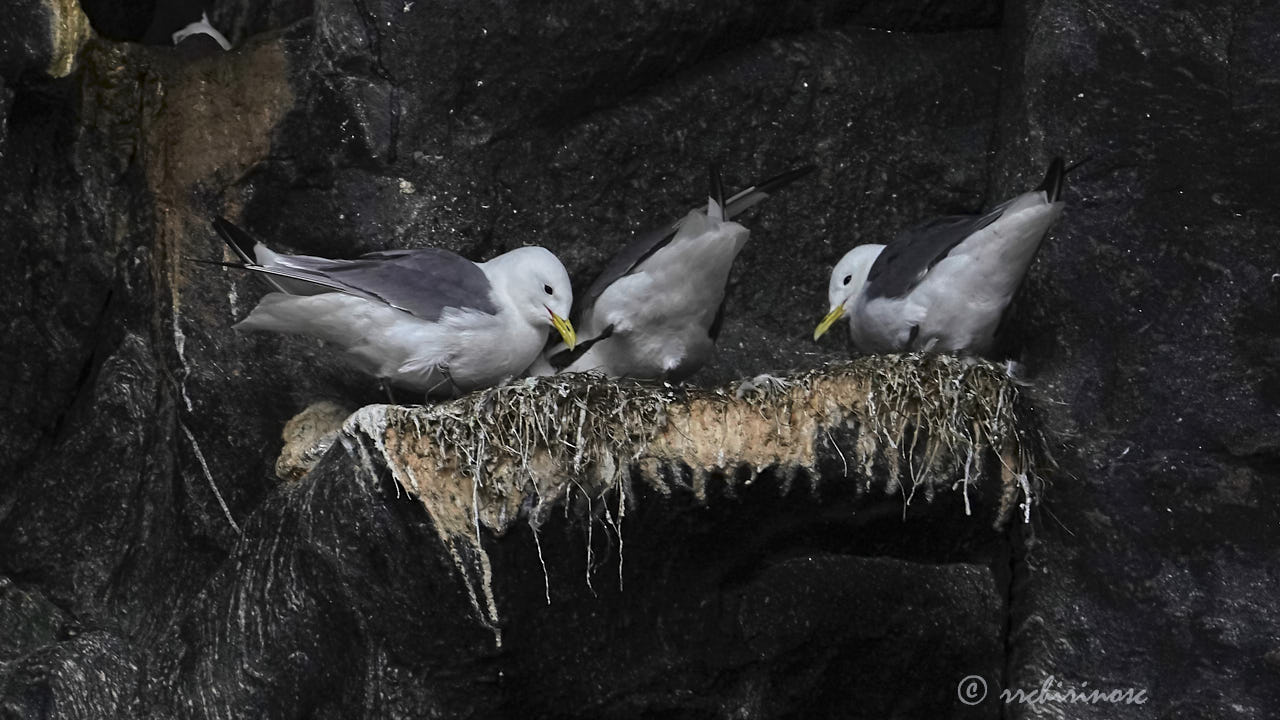 Black-legged kittiwake