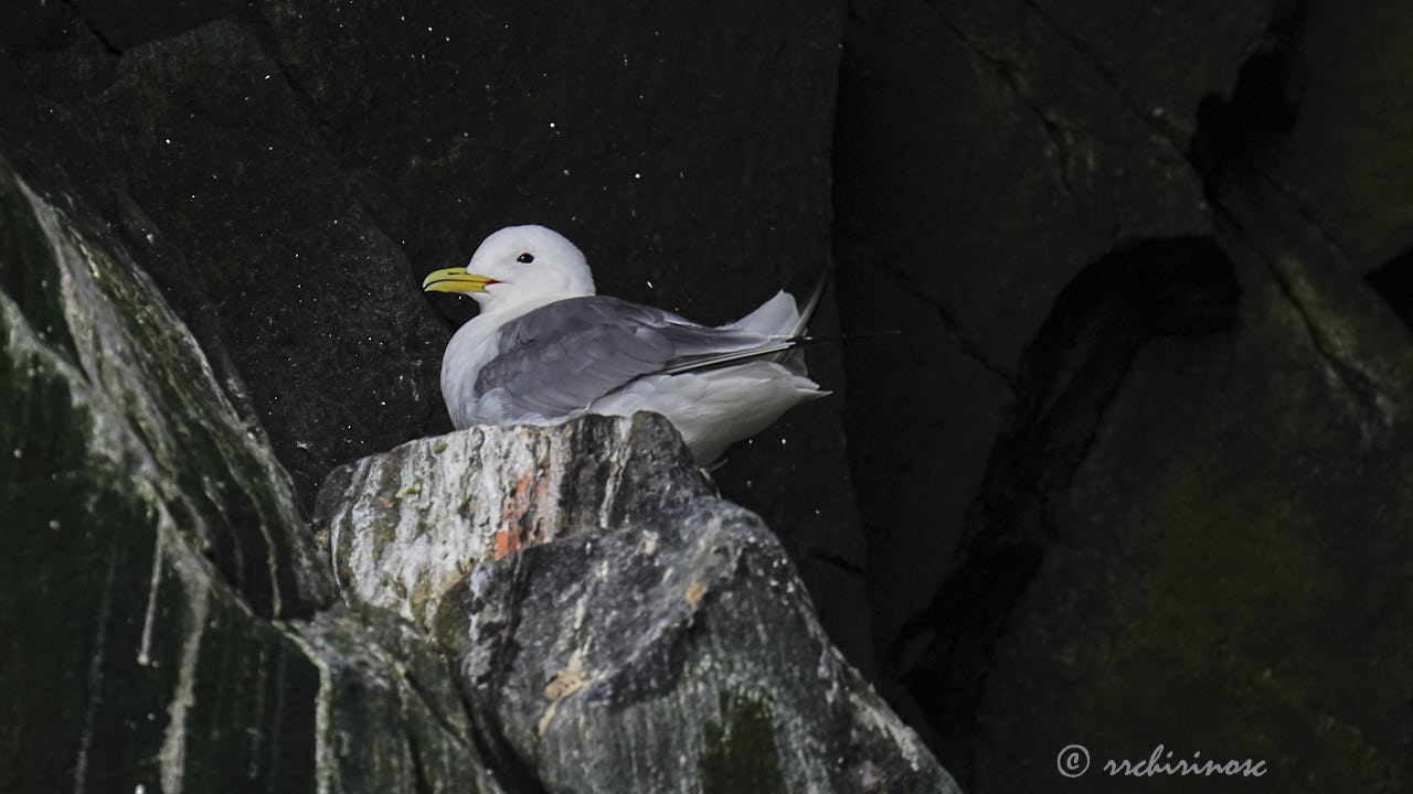 Black-legged kittiwake