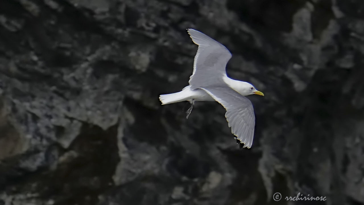 Black-legged kittiwake