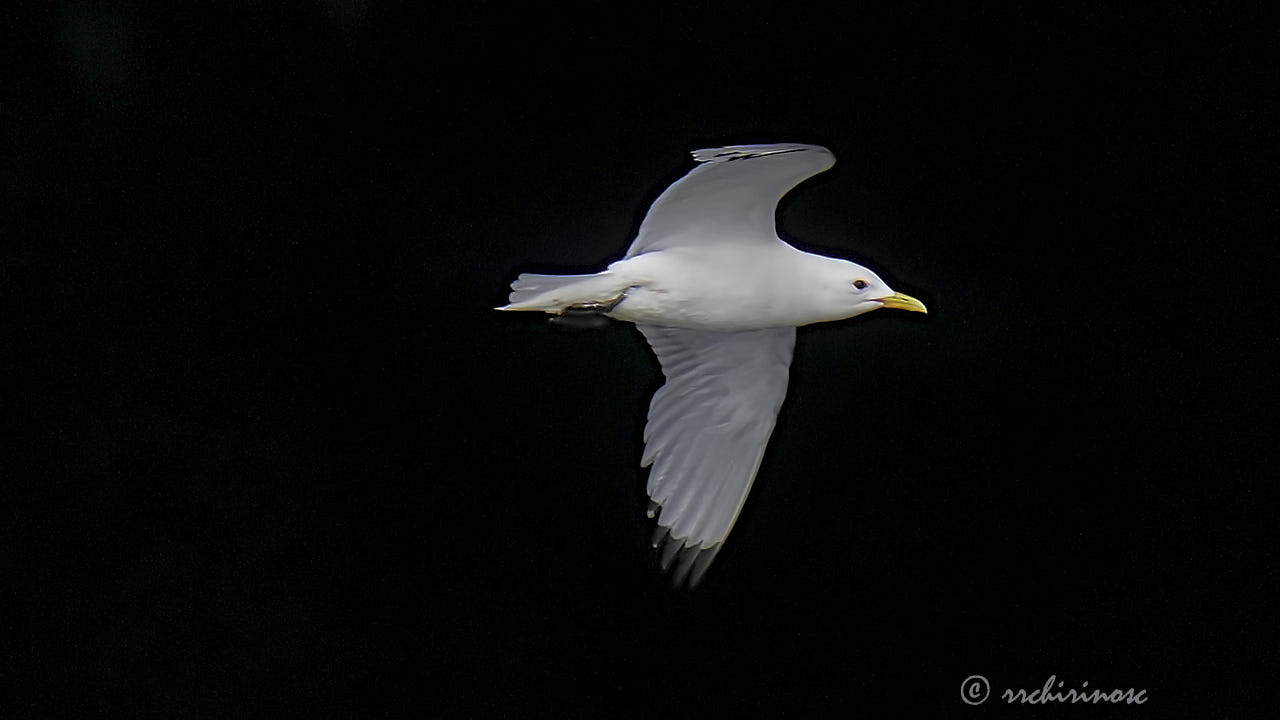 Black-legged kittiwake