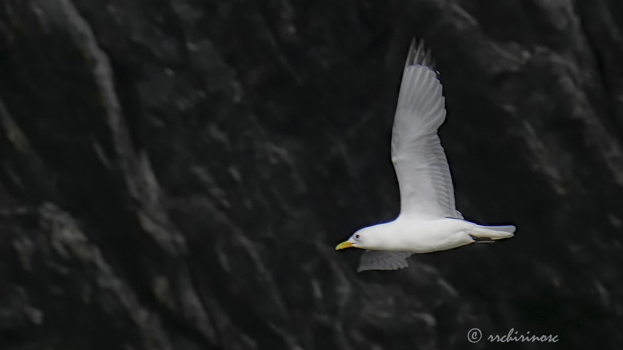 Black-legged kittiwake