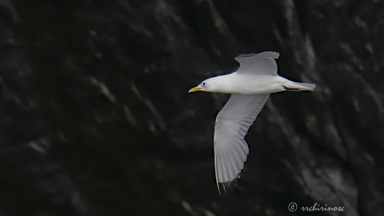 Black-legged kittiwake