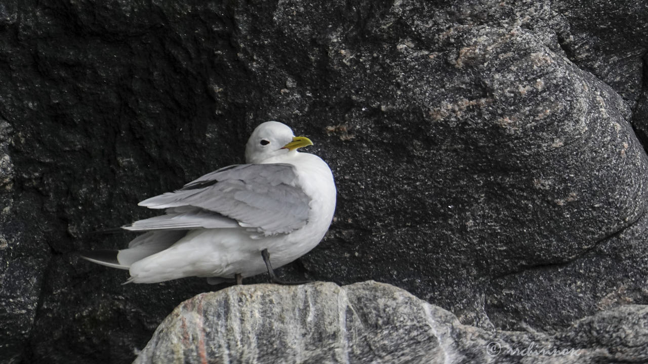 Black-legged kittiwake