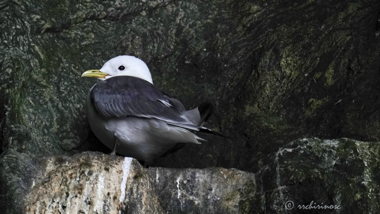 Black-legged kittiwake