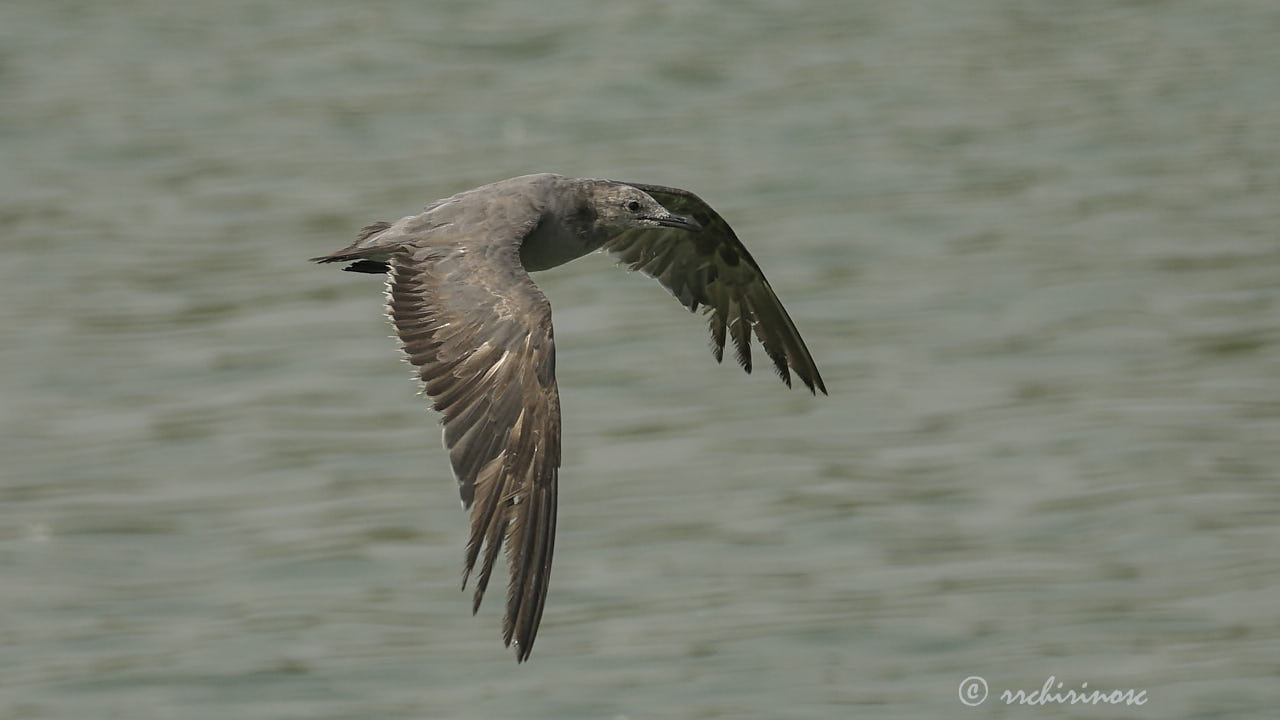 Grey gull