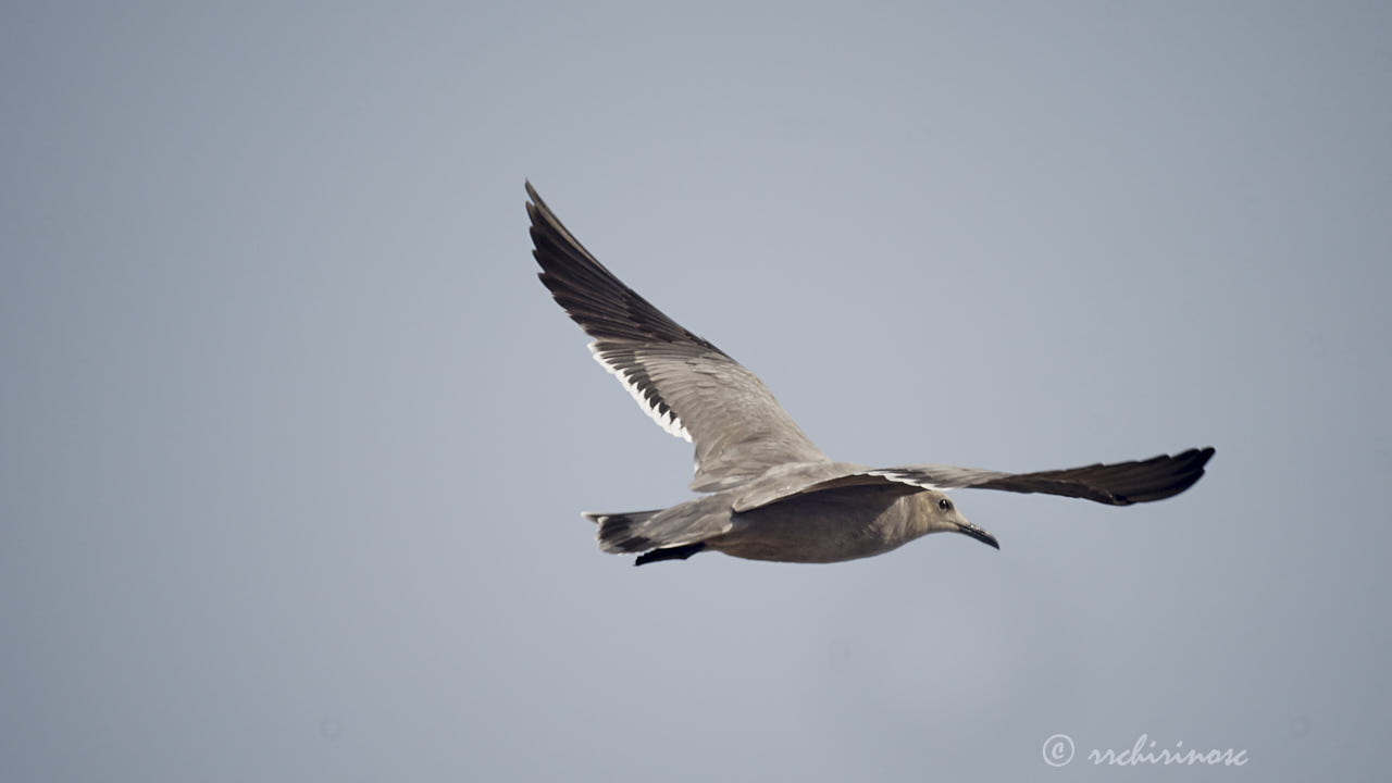 Grey gull