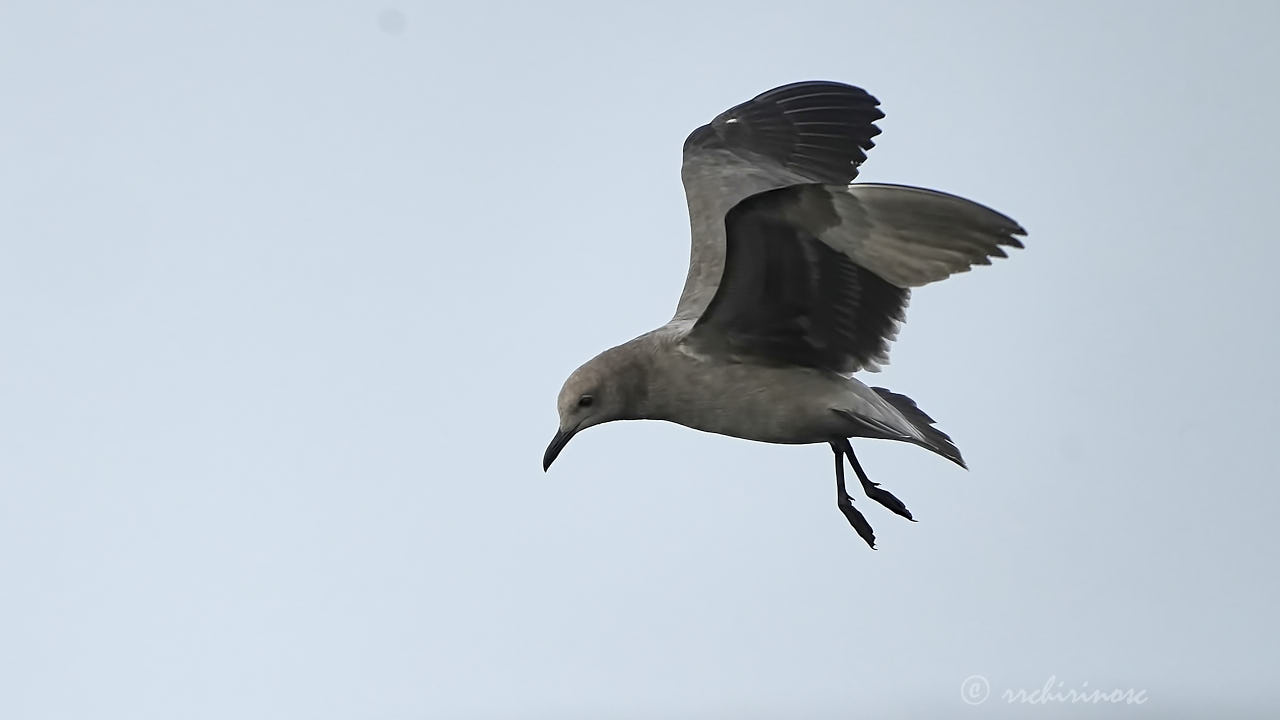 Grey gull