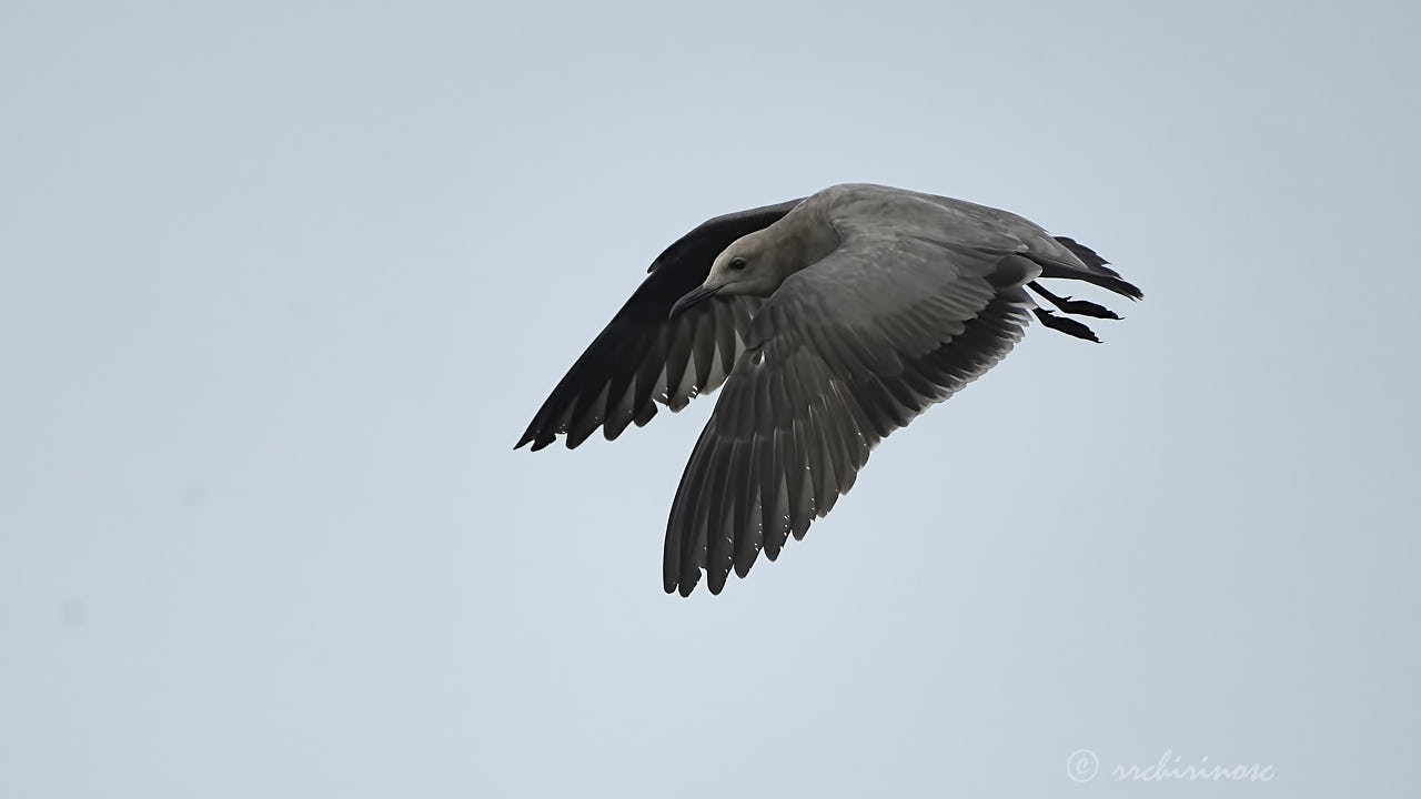 Grey gull