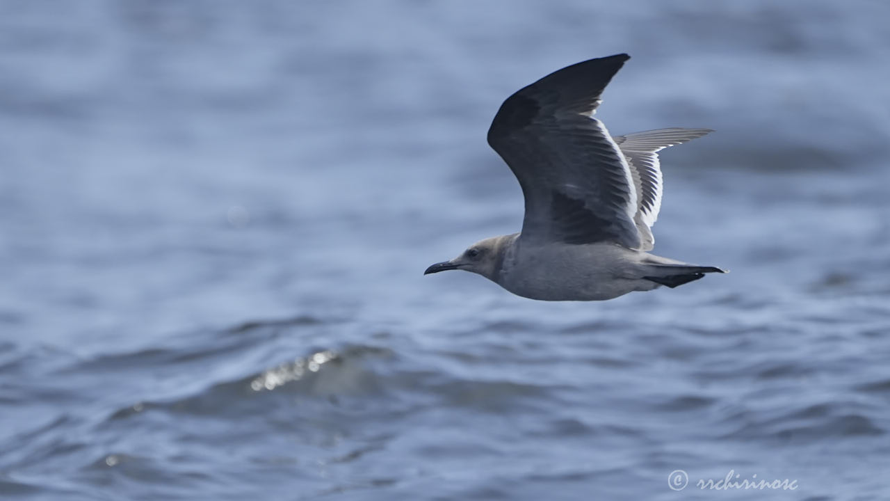 Grey gull