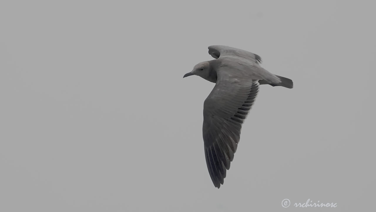 Grey gull