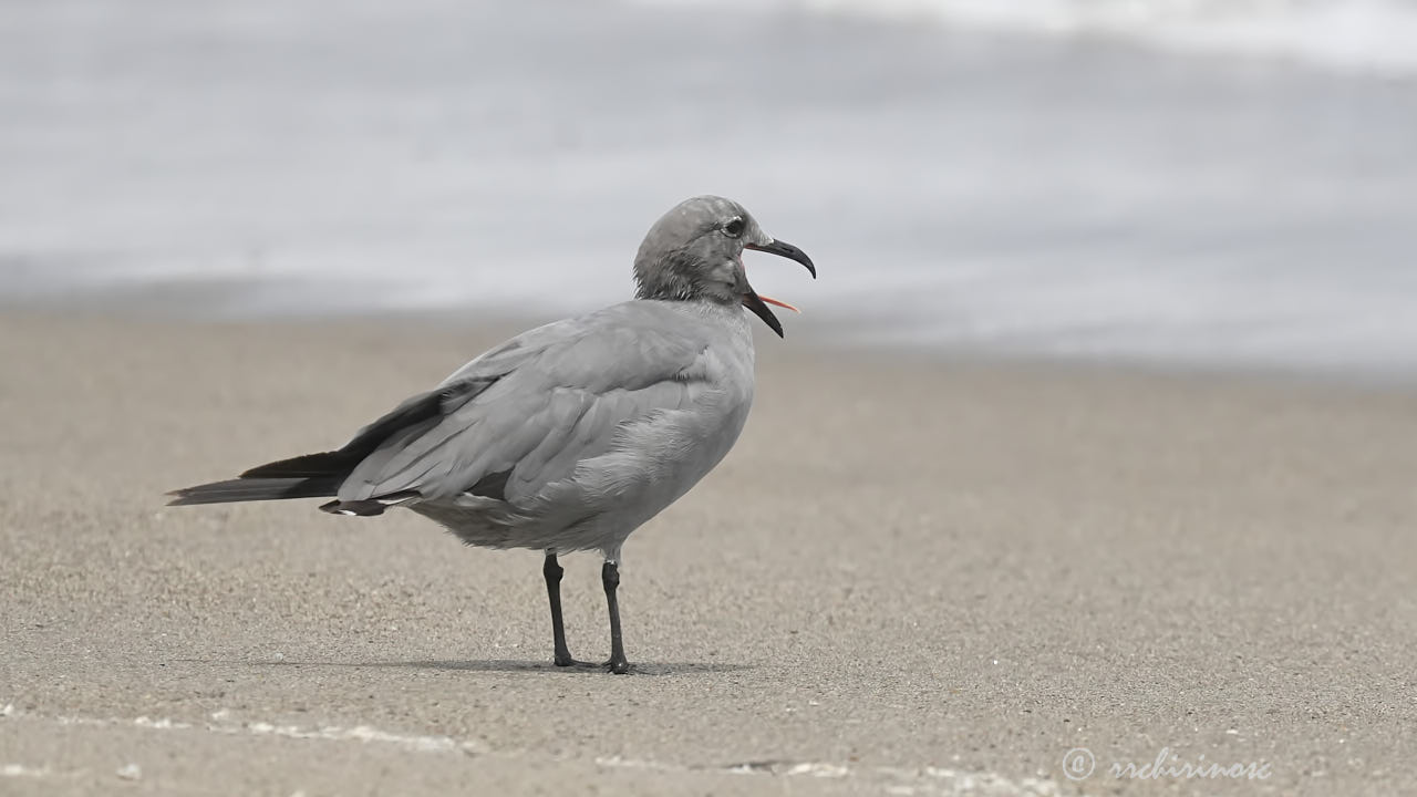 Grey gull