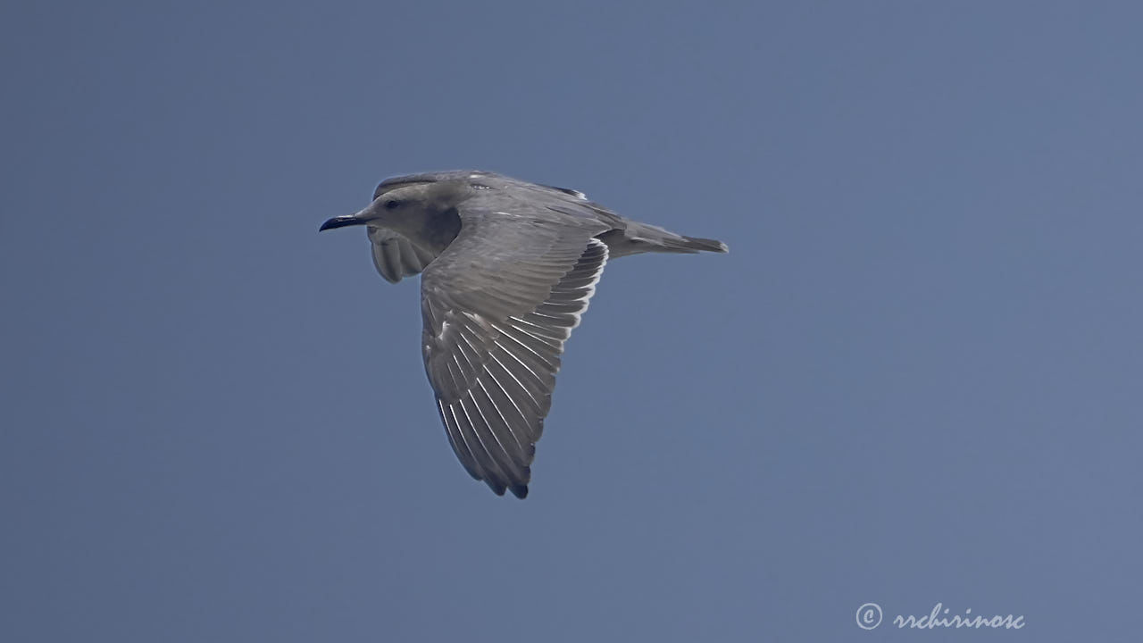 Grey gull