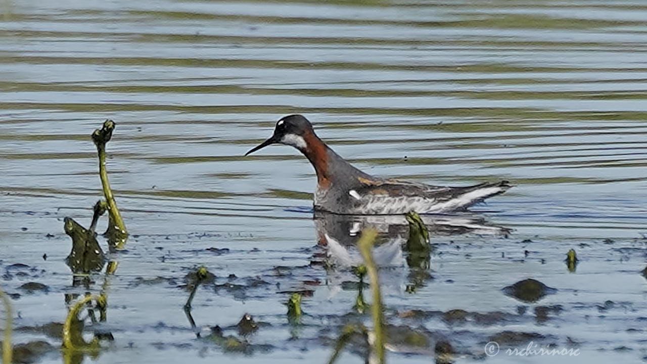 Red-necked phalarope