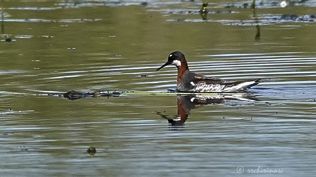 Red-necked phalarope