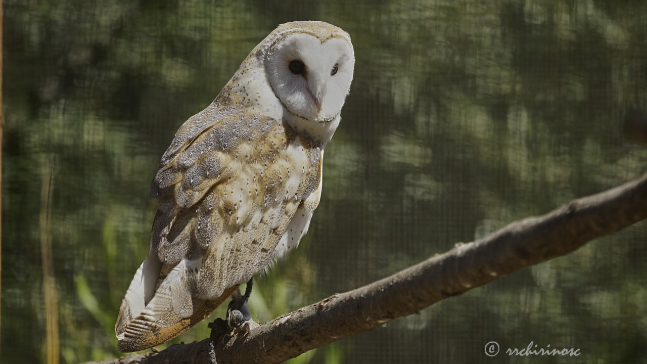 Barn owl