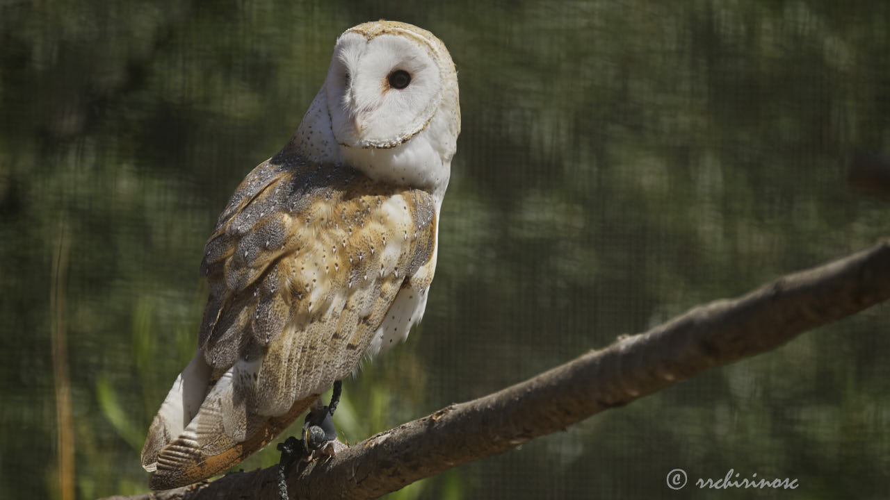 Barn owl