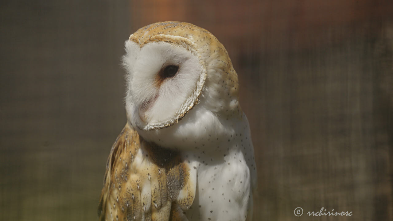 Barn owl