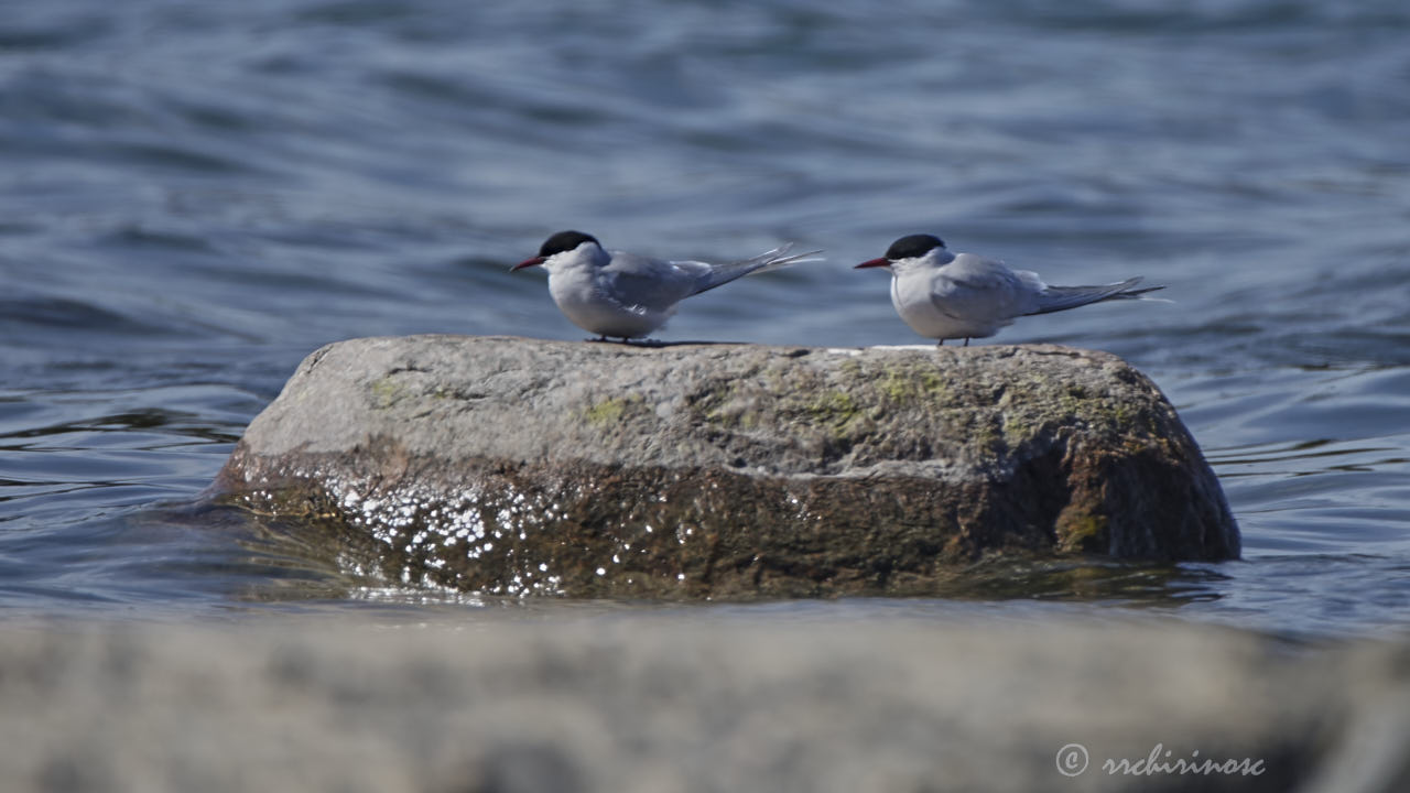 Artic tern