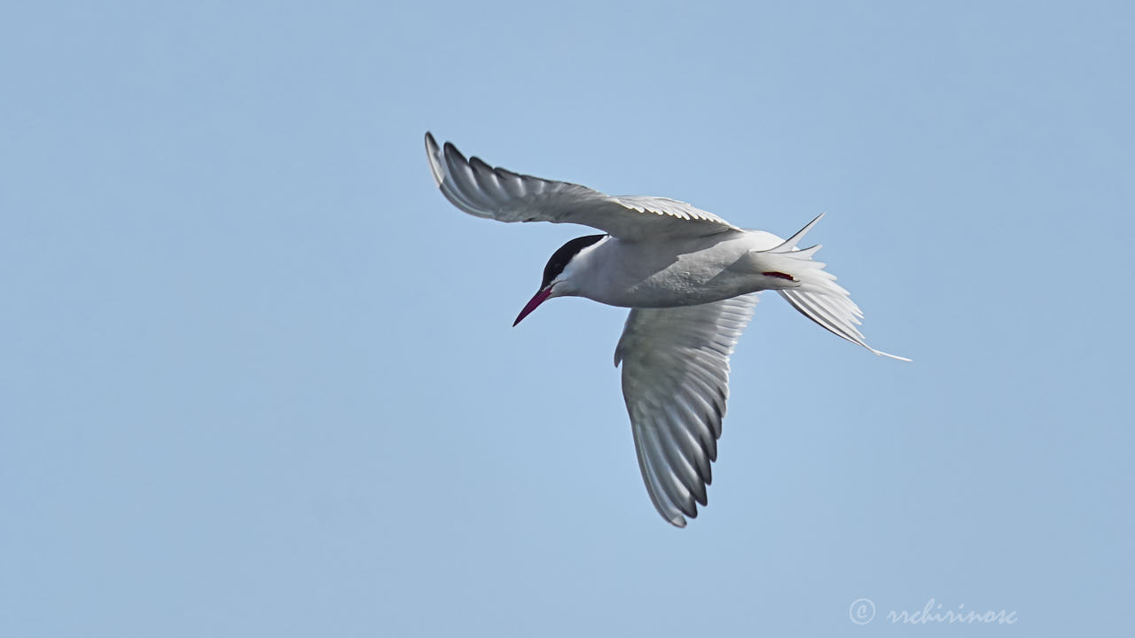 Artic tern