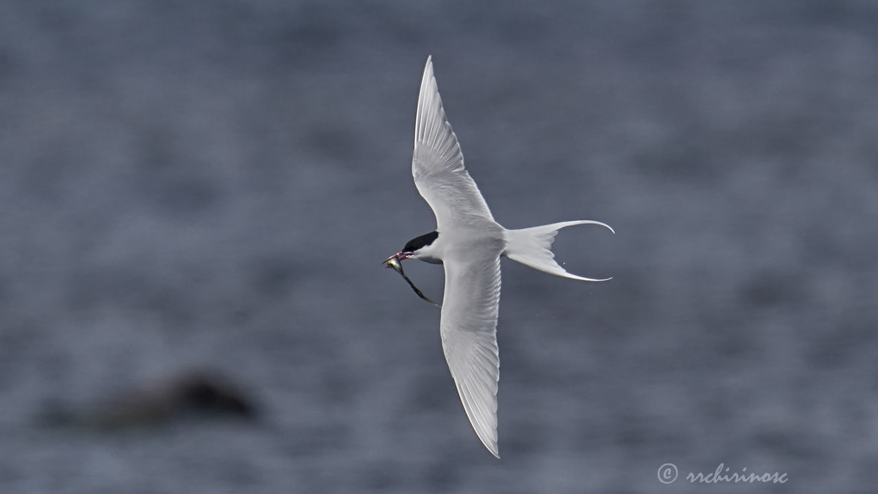 Artic tern