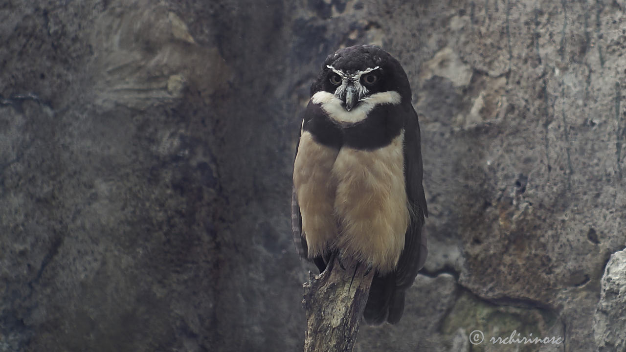 Spectacled owl