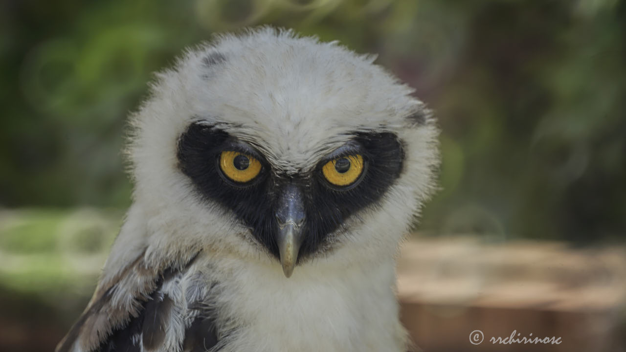 Spectacled owl