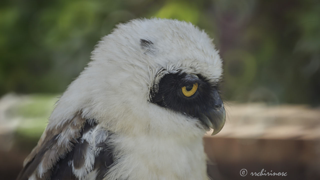 Spectacled owl