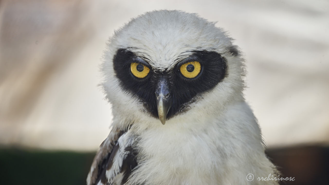 Spectacled owl