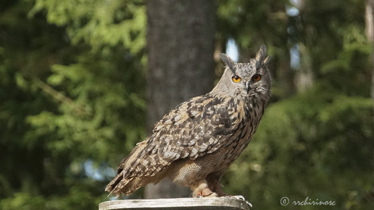 Eurasian eagle-owl