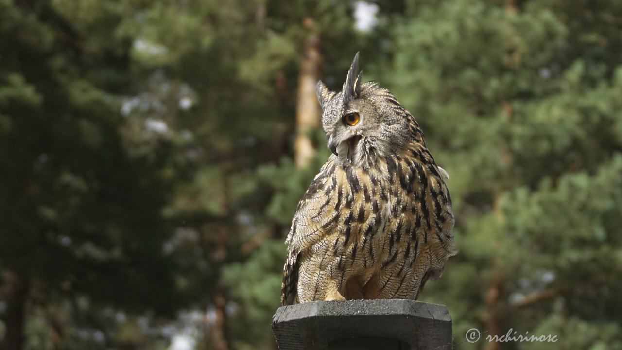 Eurasian eagle-owl