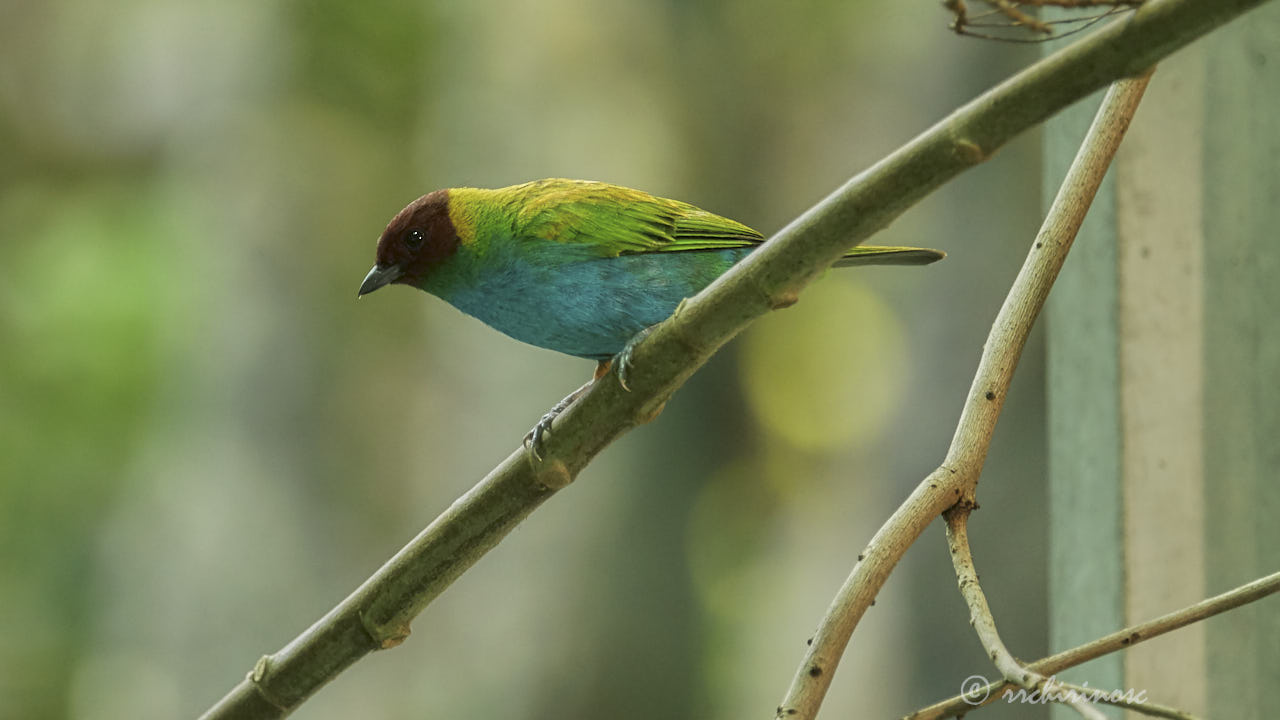 Bay-headed tanager