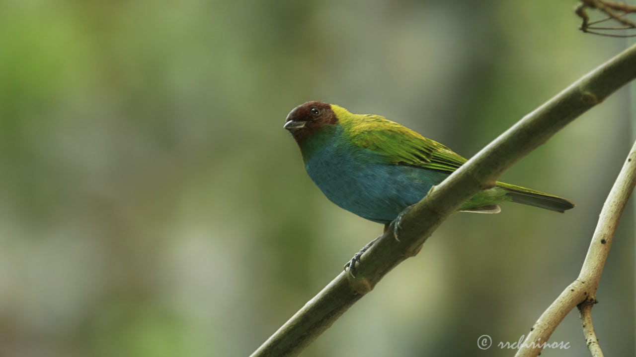 Bay-headed tanager