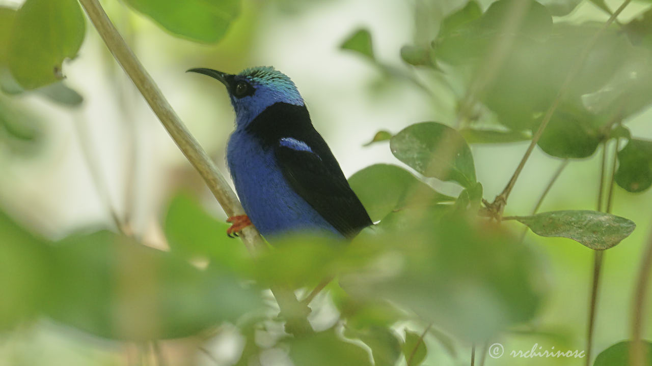 Red-legged honeycreeper