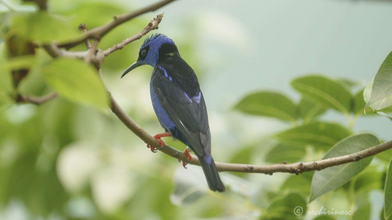 Red-legged honeycreeper