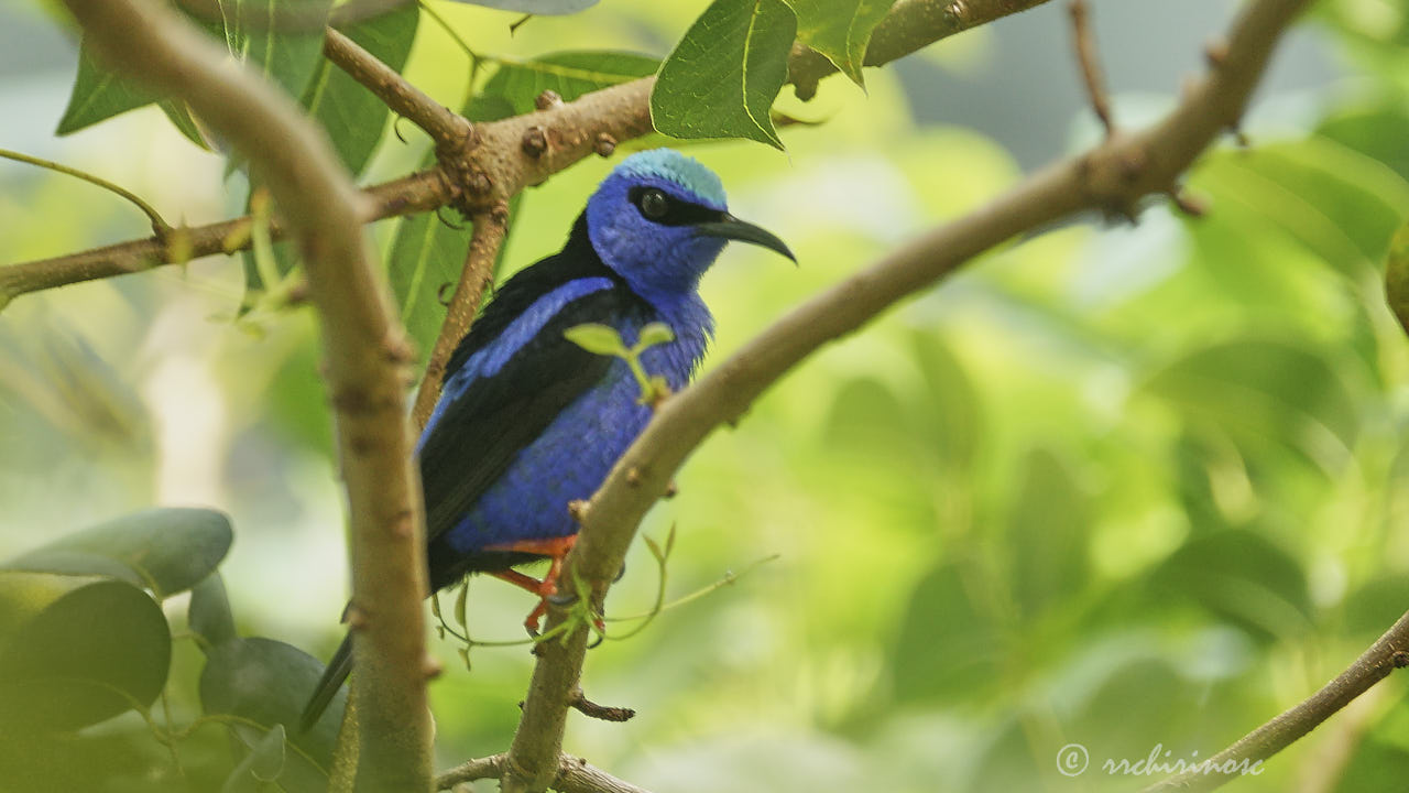 Red-legged honeycreeper