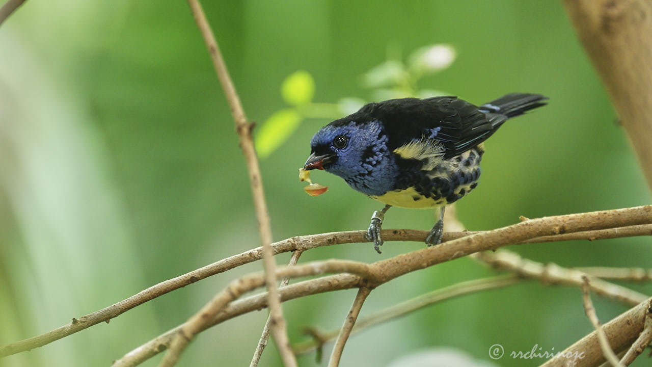 Turquoise tanager