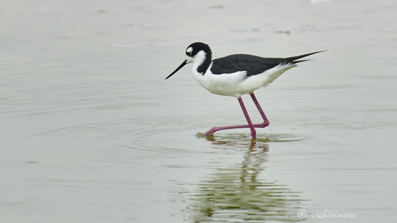 Black-necked stilt