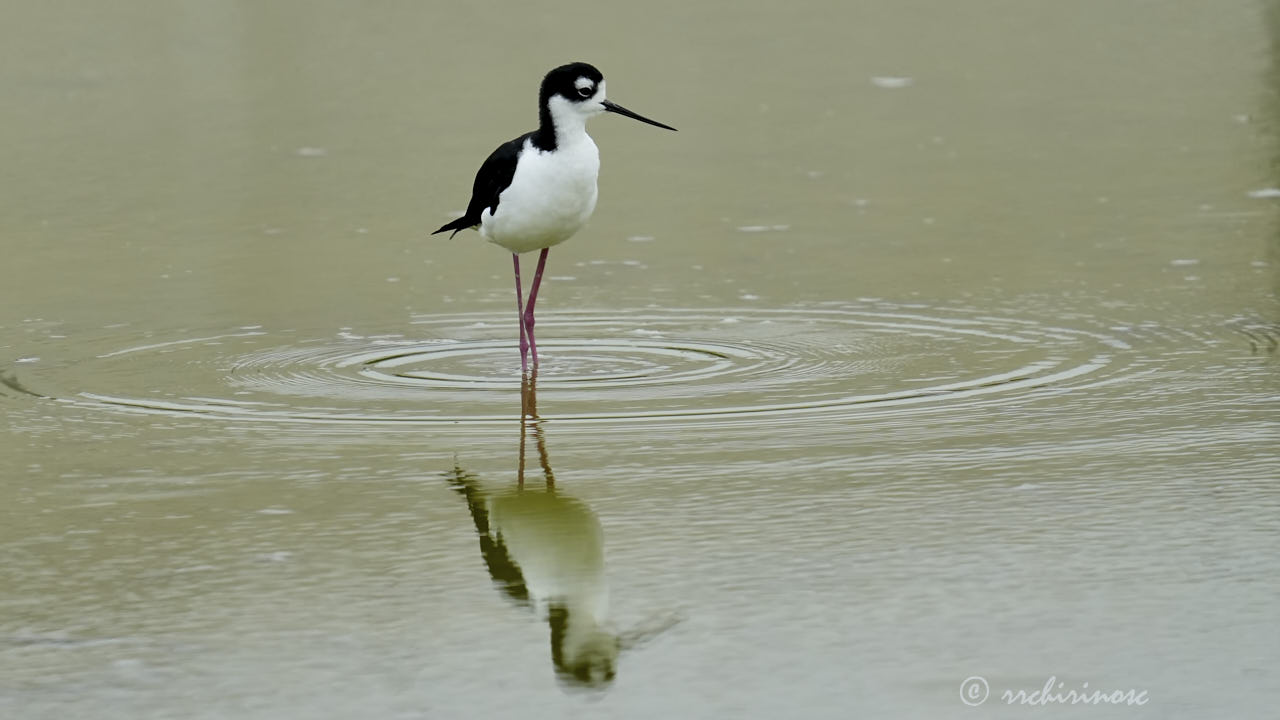 Black-necked stilt