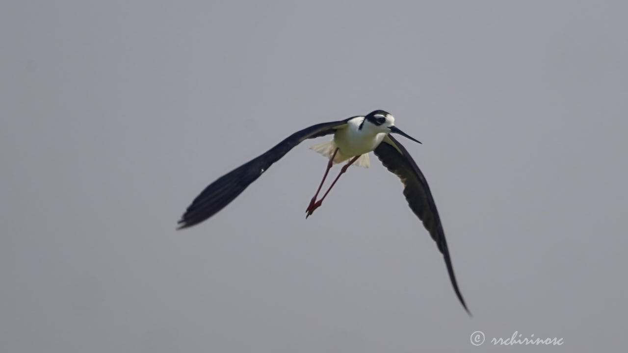 Black-necked stilt