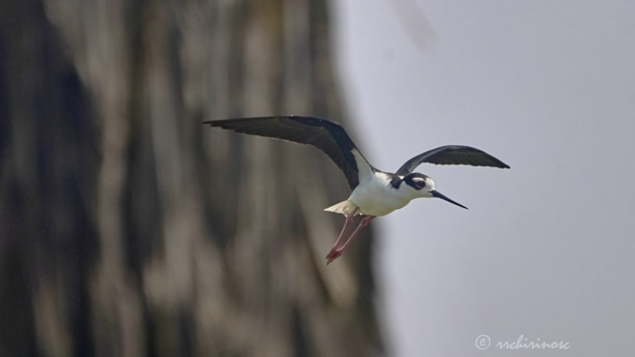 Black-necked stilt