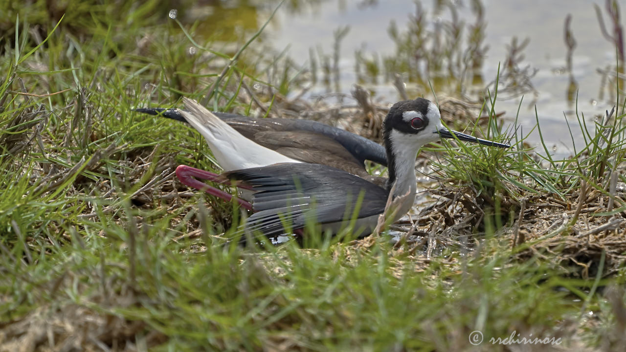 Black-necked stilt