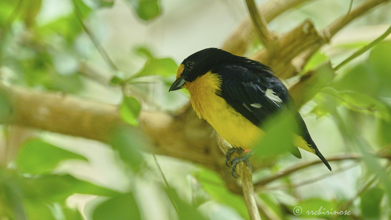 Violaceous euphonia