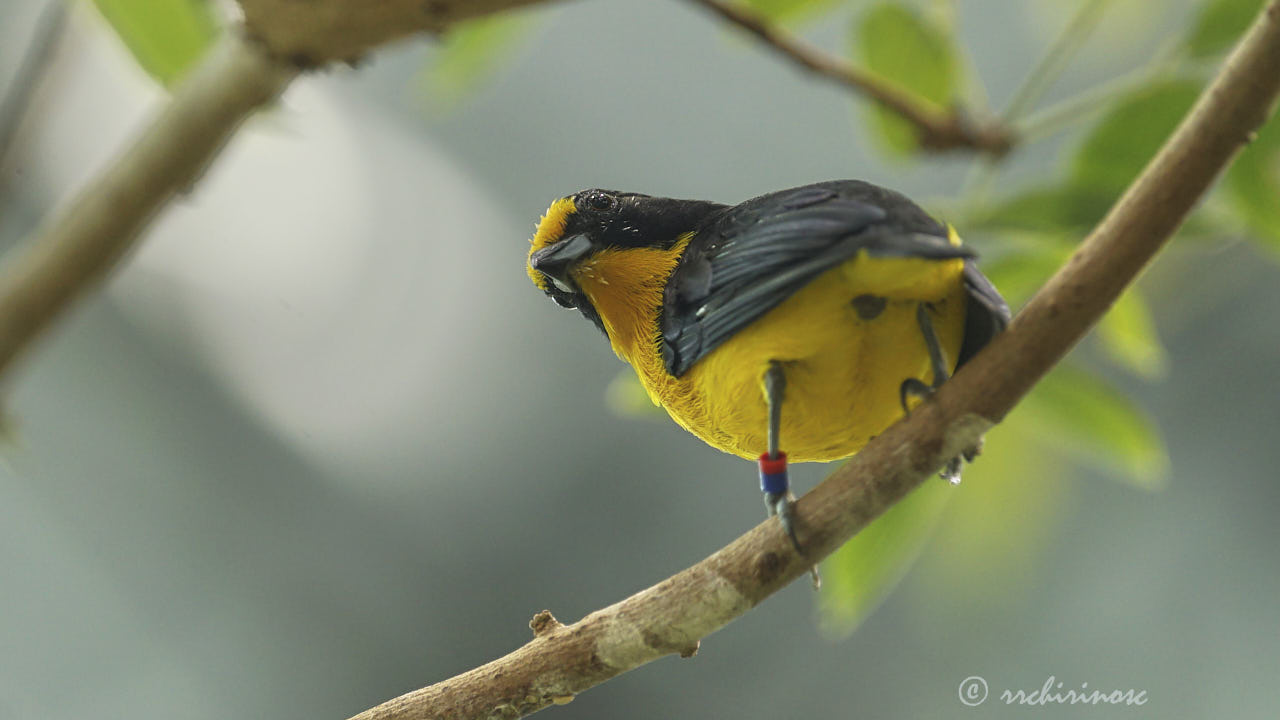 Violaceous euphonia