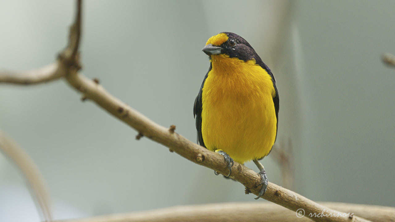 Violaceous euphonia