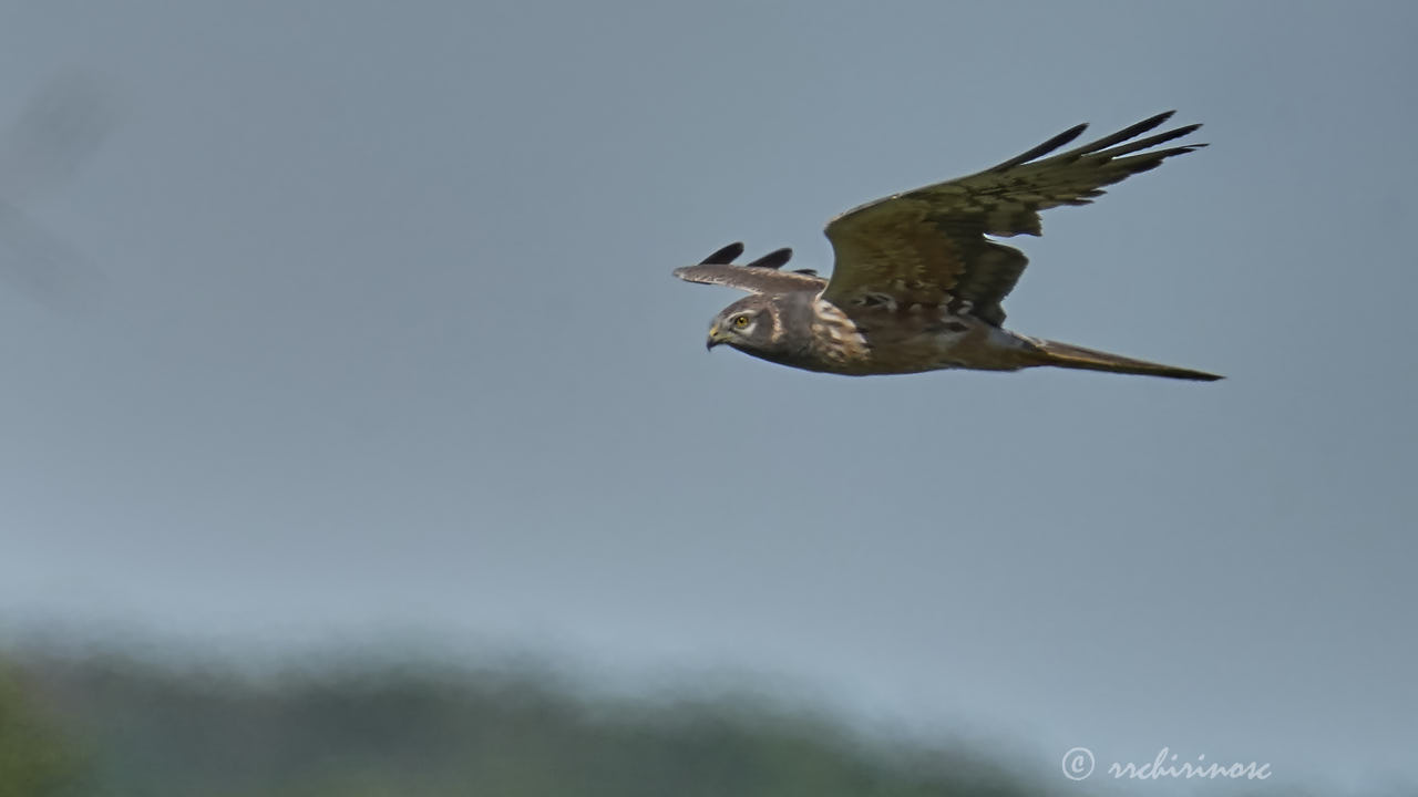 Montagu's harrier