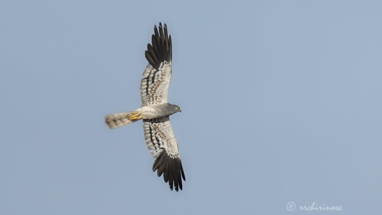 Montagu's harrier