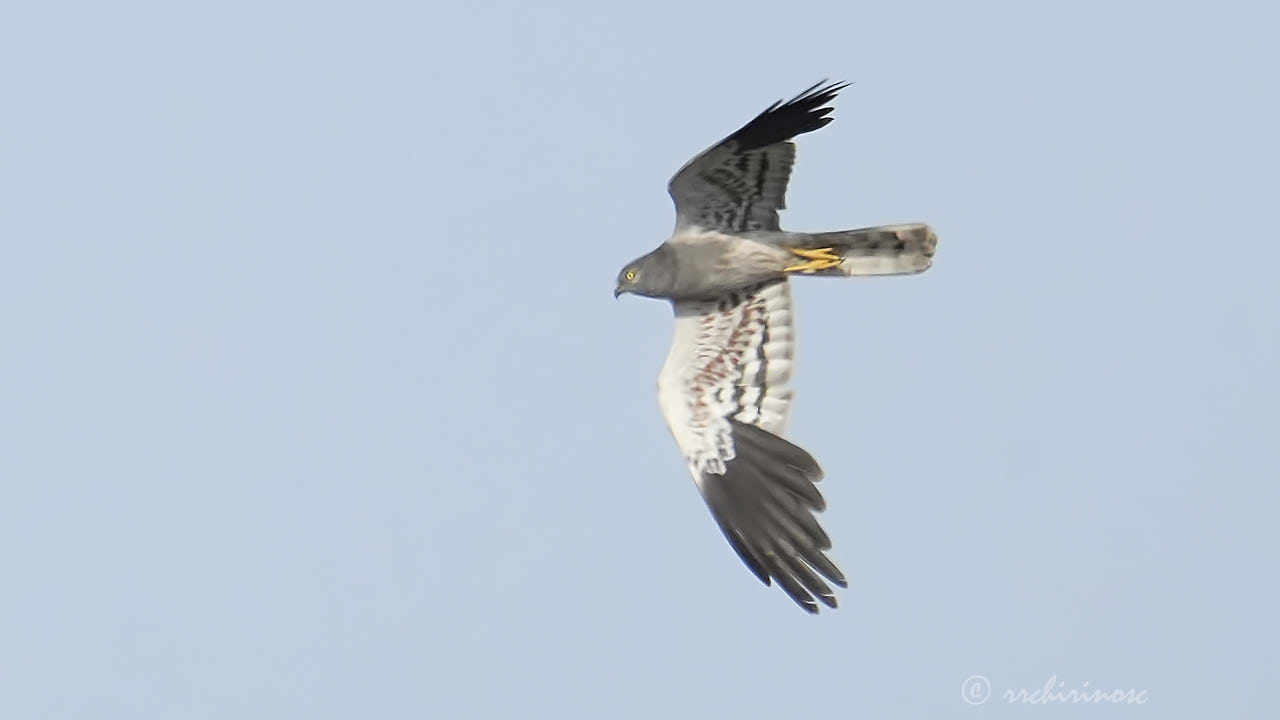 Montagu's harrier