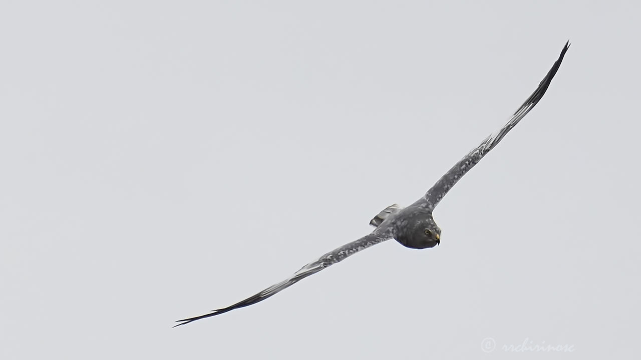 Montagu's harrier